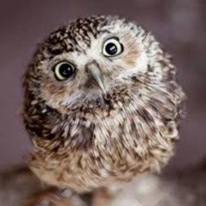 Meet your Posher, Alison